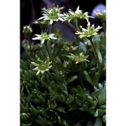 saxifraga aphylla sternb.