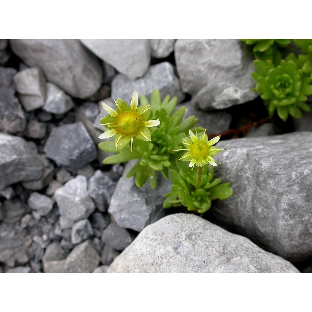 saxifraga aphylla sternb.