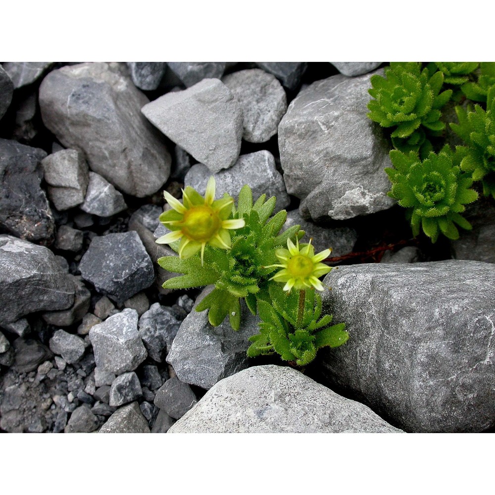 saxifraga aphylla sternb.