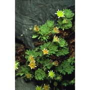 saxifraga aphylla sternb.