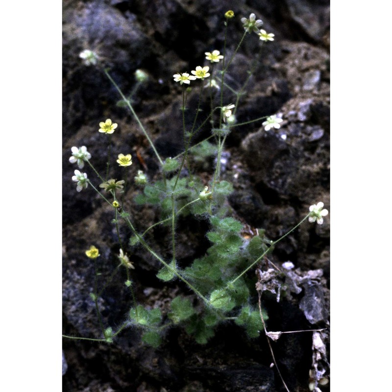 saxifraga arachnoidea sternb.