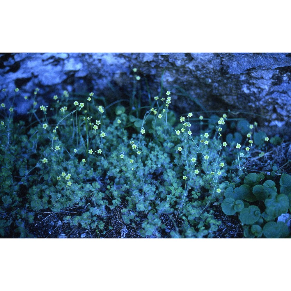 saxifraga arachnoidea sternb.