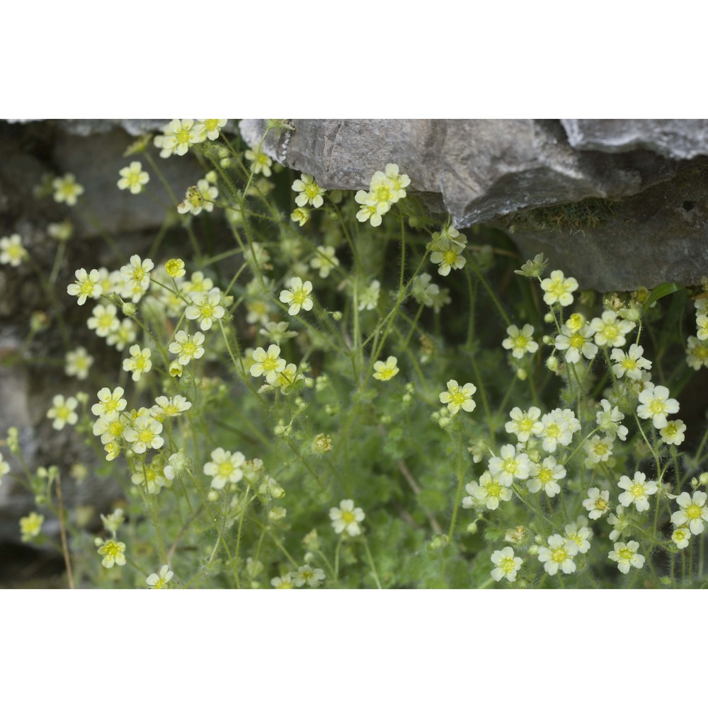 saxifraga arachnoidea sternb.