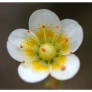 saxifraga aspera l.