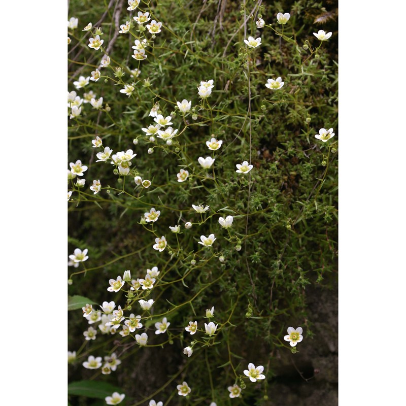 saxifraga aspera l.