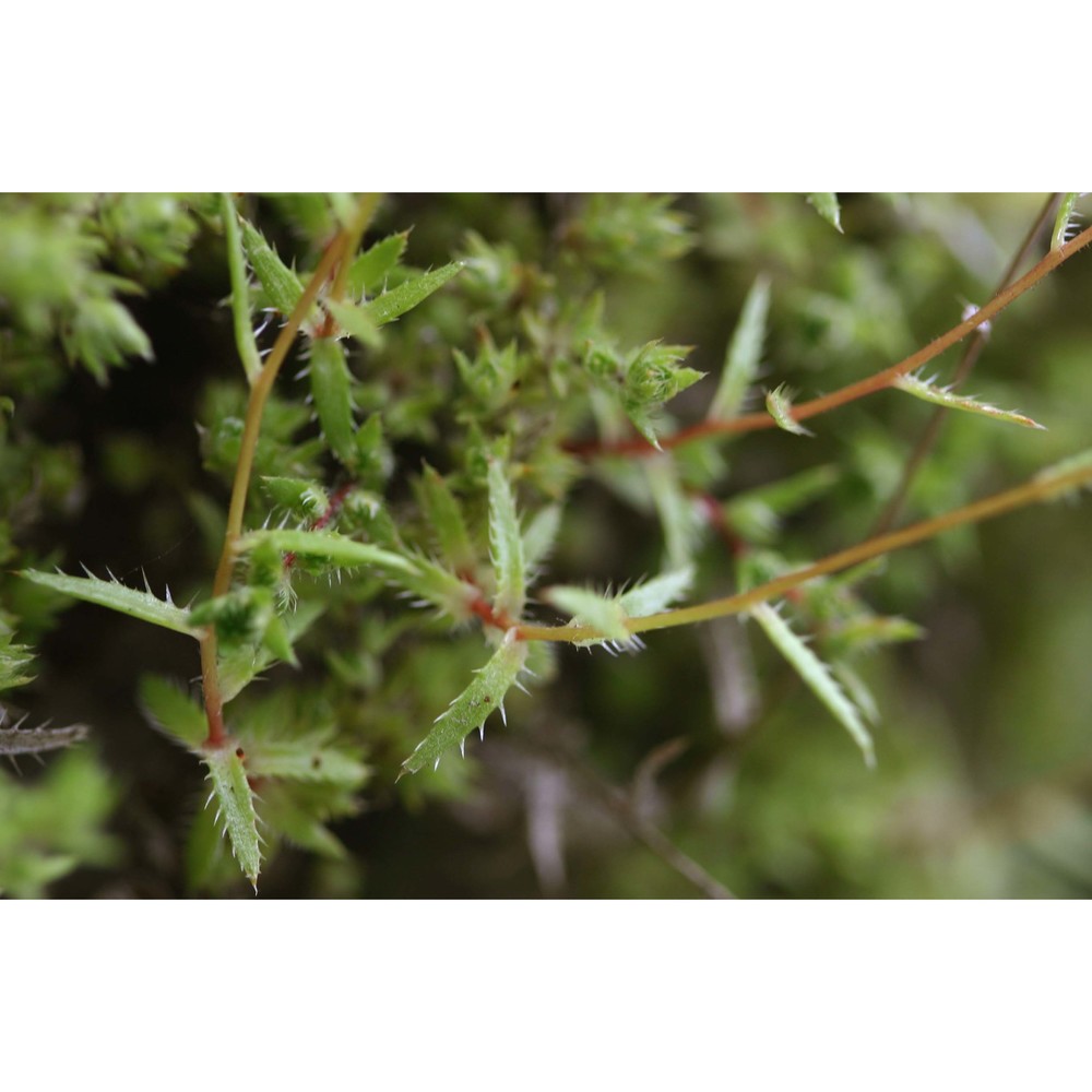 saxifraga aspera l.