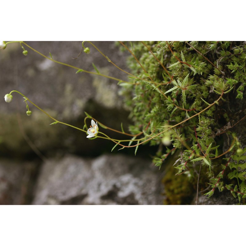 saxifraga aspera l.