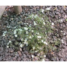 saxifraga berica (bég.) d. a. webb