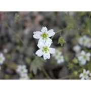 saxifraga berica (bég.) d. a. webb