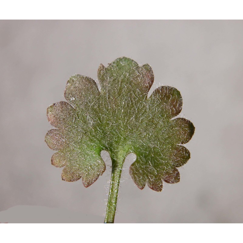 saxifraga berica (bég.) d. a. webb