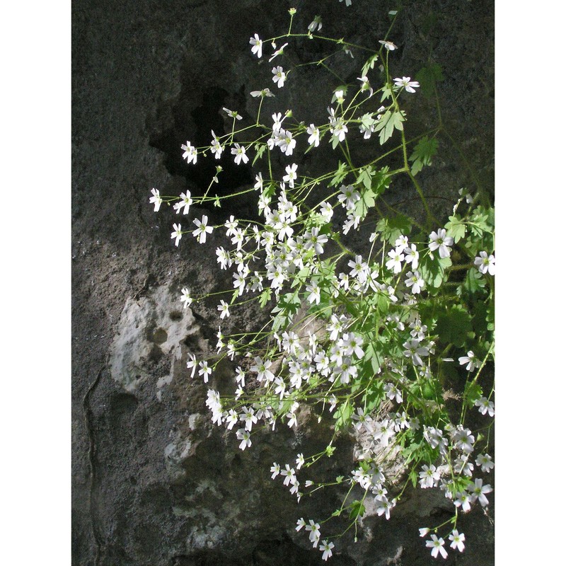 saxifraga berica (bég.) d. a. webb