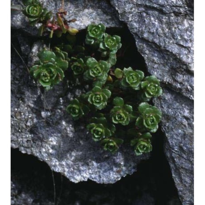 saxifraga biflora all.