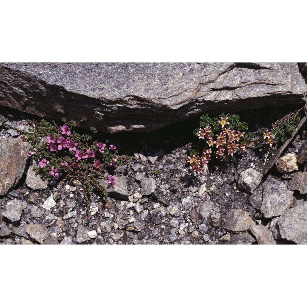 saxifraga biflora all.