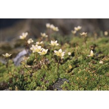 saxifraga bryoides l.