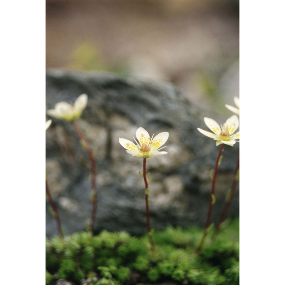 saxifraga bryoides l.