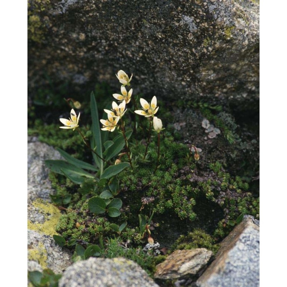 saxifraga bryoides l.