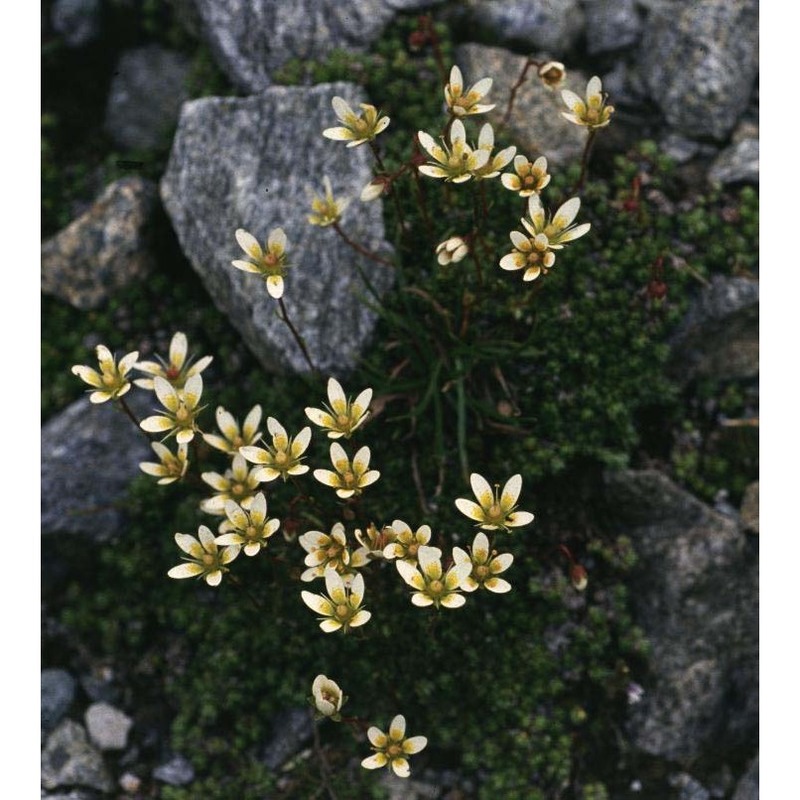 saxifraga bryoides l.