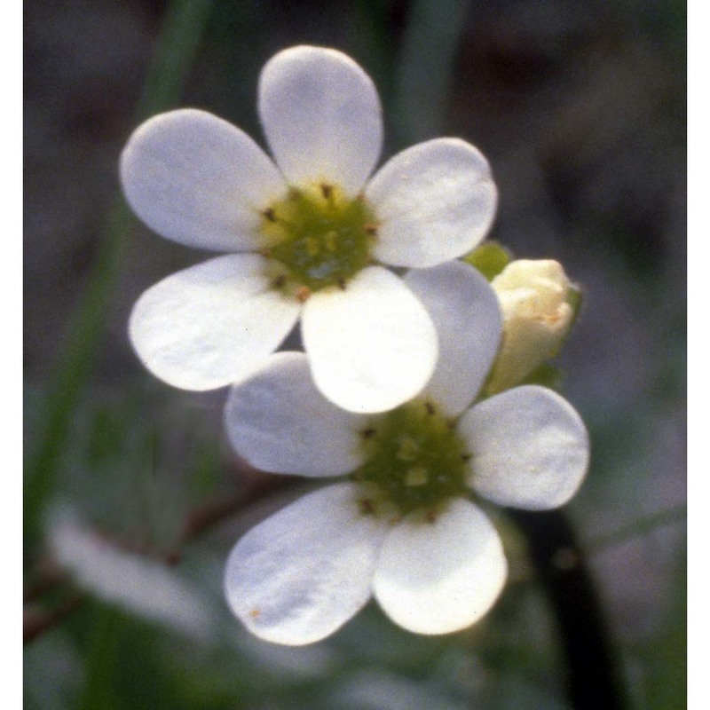 saxifraga bulbifera l.