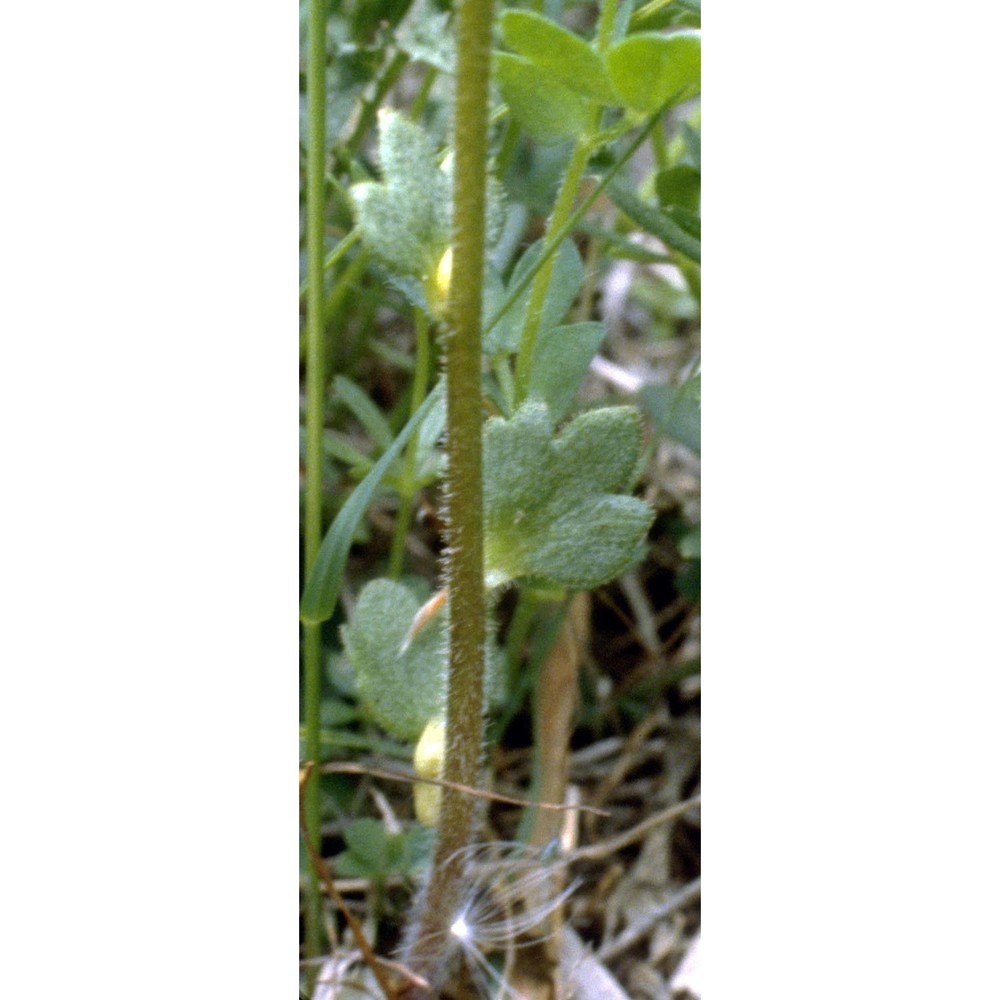 saxifraga bulbifera l.