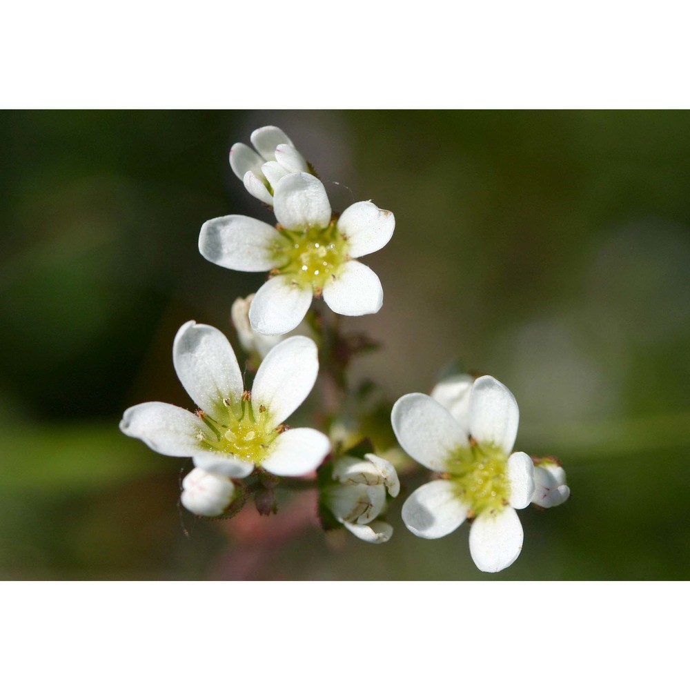 saxifraga bulbifera l.