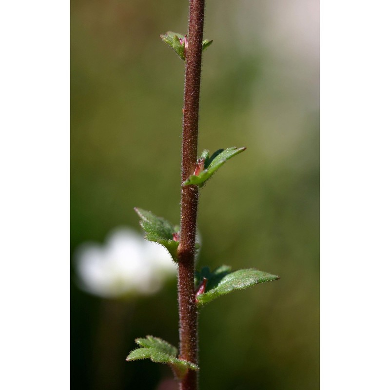 saxifraga bulbifera l.