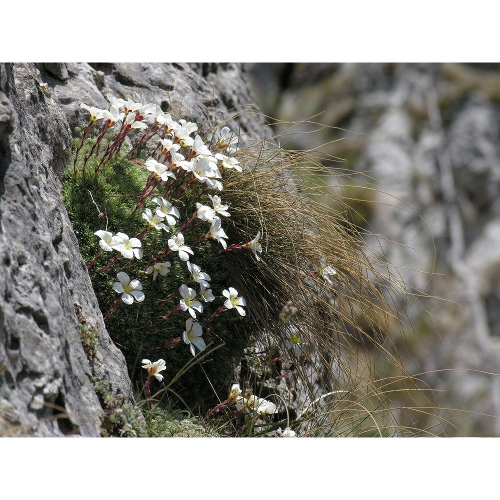 saxifraga burseriana l.