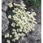 saxifraga caesia l.