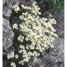 saxifraga caesia l.