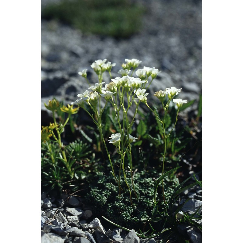 saxifraga caesia l.