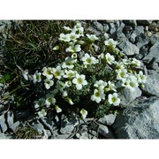 saxifraga caesia l.