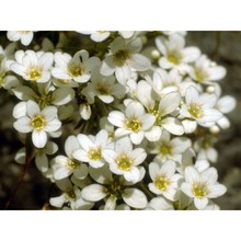 saxifraga callosa sm. p. p.