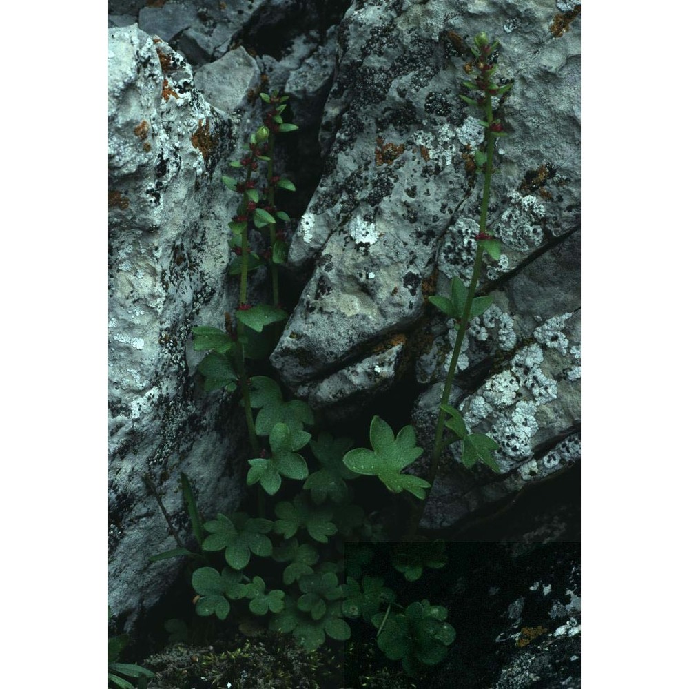 saxifraga cernua l.