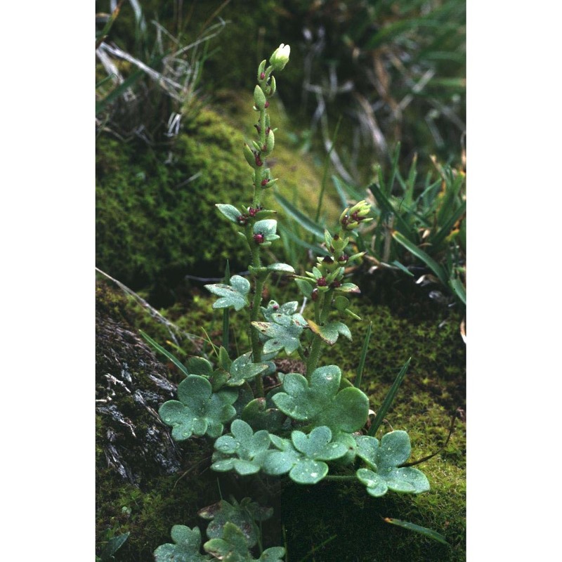 saxifraga cernua l.