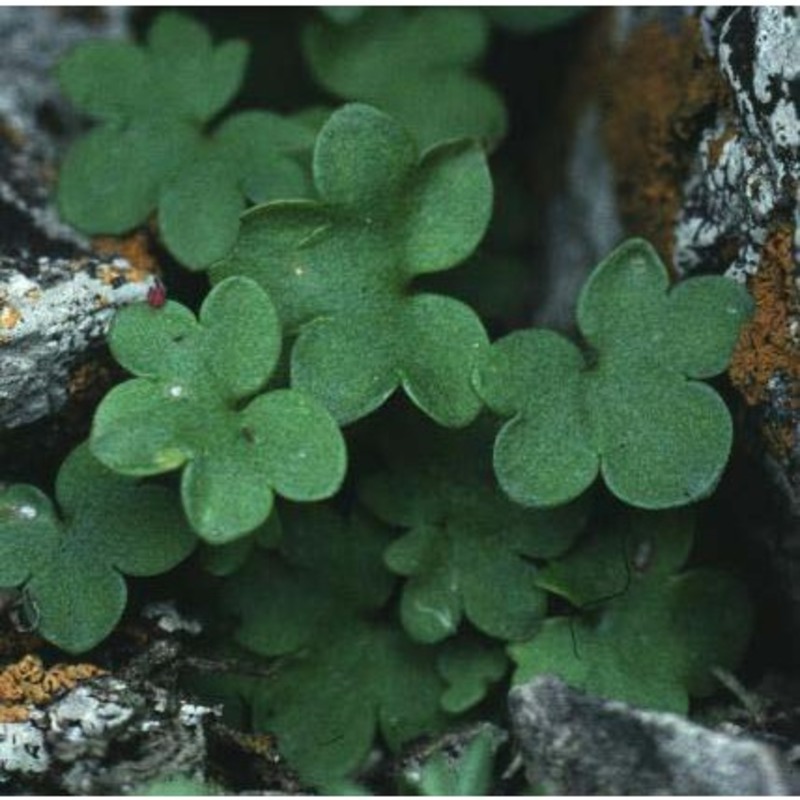 saxifraga cernua l.