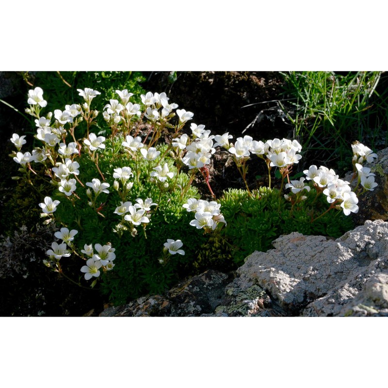 saxifraga cervicornis viv.