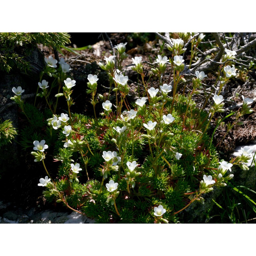 saxifraga cervicornis viv.