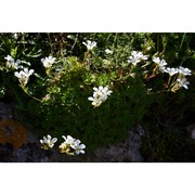 saxifraga cervicornis viv.