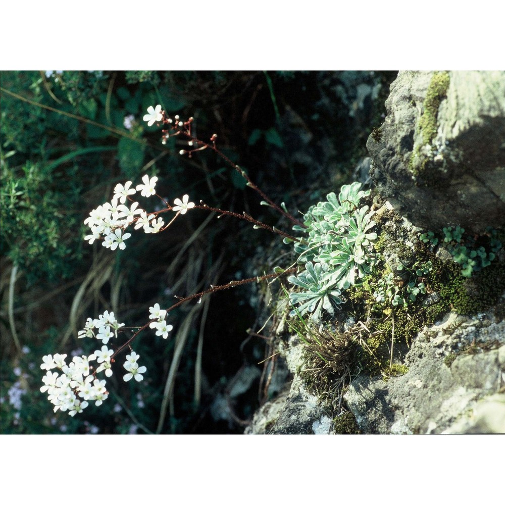 saxifraga cochlearis rchb.