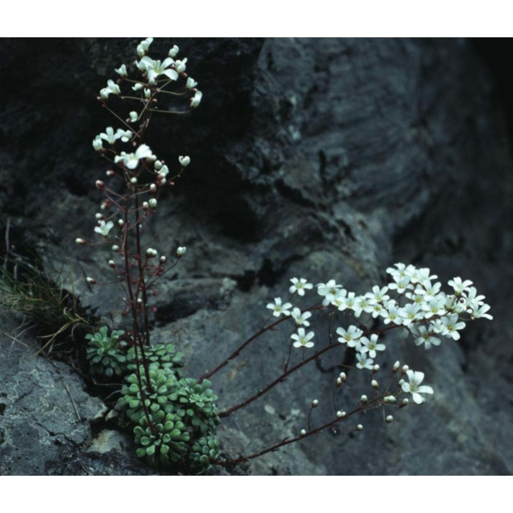 saxifraga cochlearis rchb.