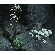 saxifraga cochlearis rchb.