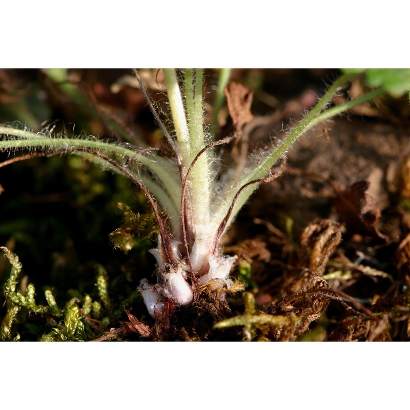 saxifraga corsica (duby) gren. et godr.