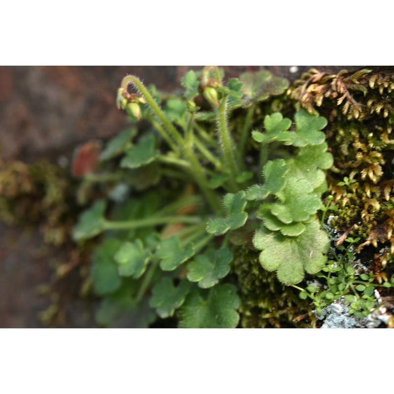 saxifraga corsica (duby) gren. et godr.