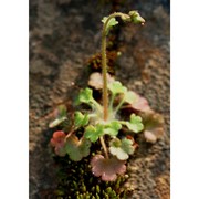 saxifraga corsica (duby) gren. et godr.