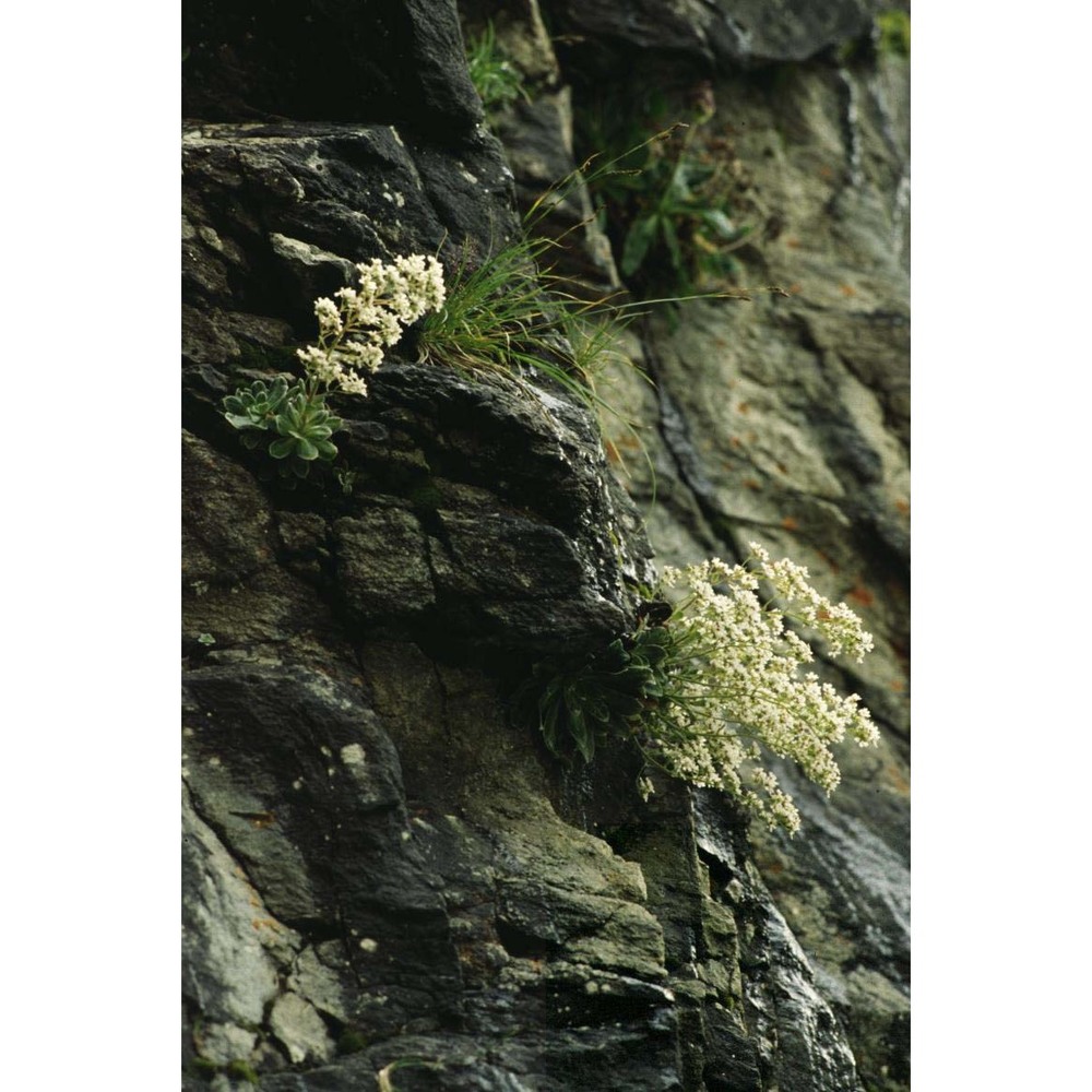 saxifraga cotyledon l.