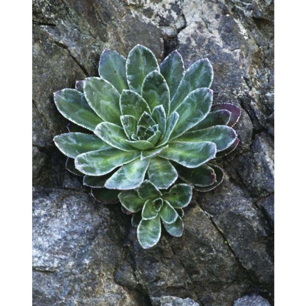 saxifraga cotyledon l.