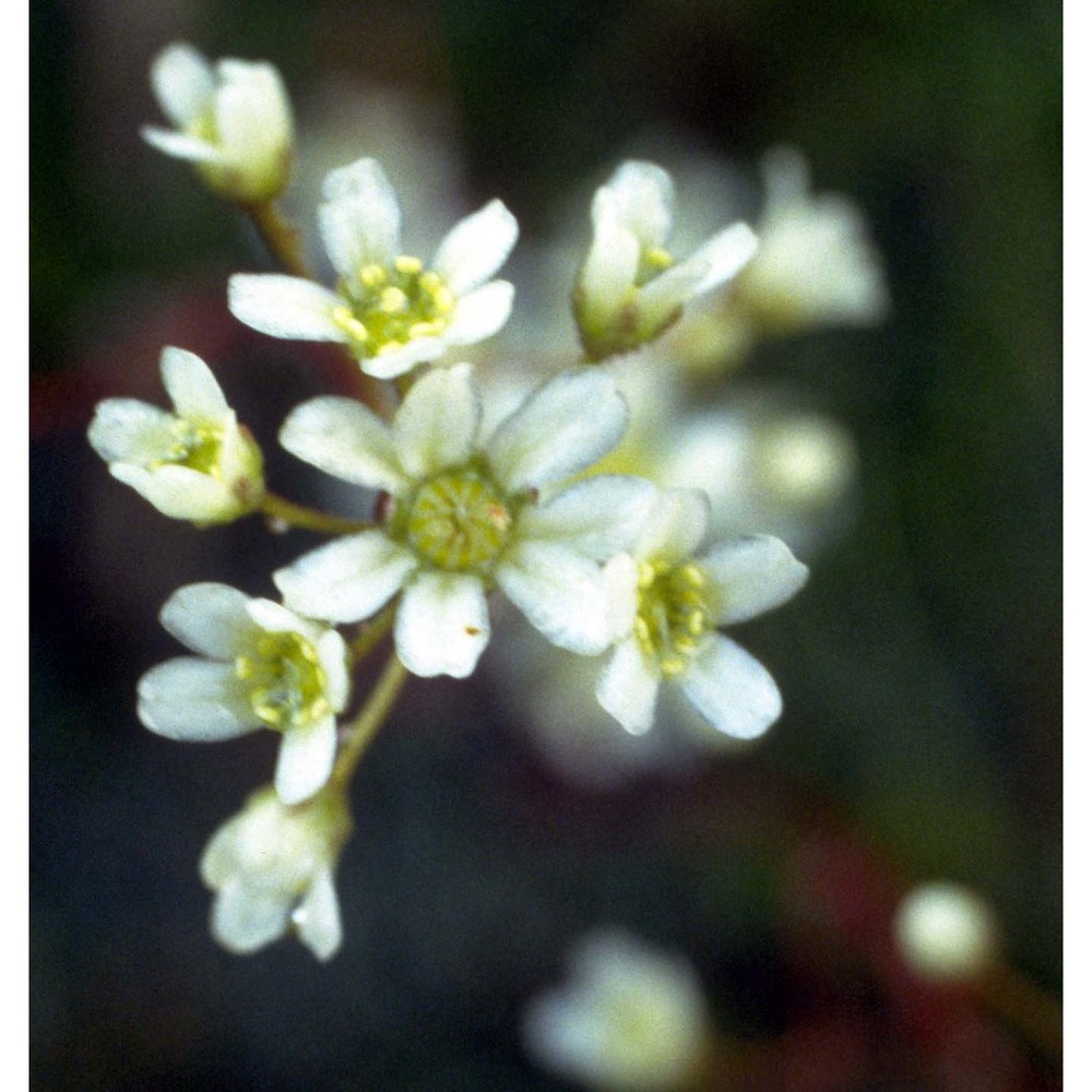 saxifraga crustata vest