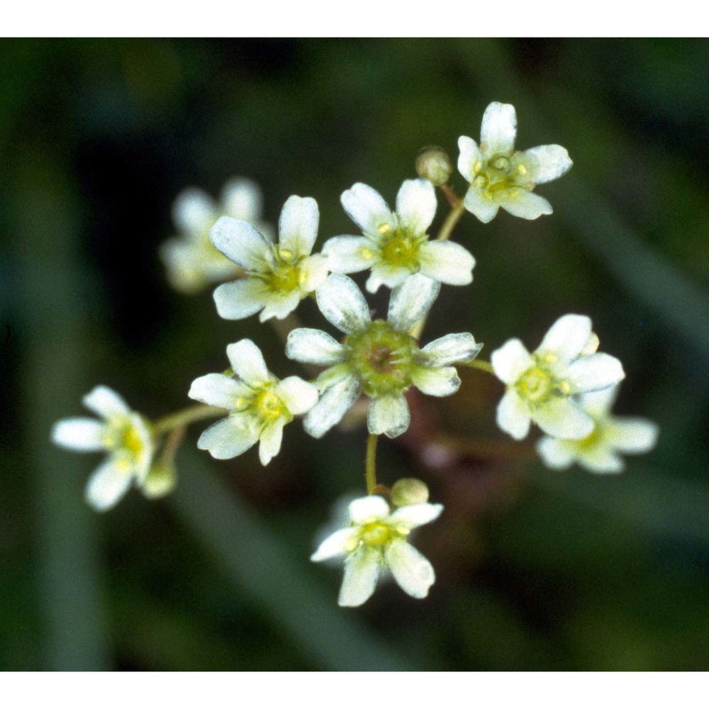 saxifraga crustata vest