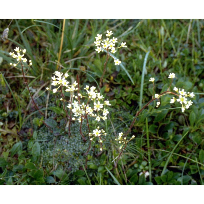 saxifraga crustata vest