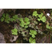 saxifraga cuneifolia l.