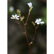 saxifraga cuneifolia l.